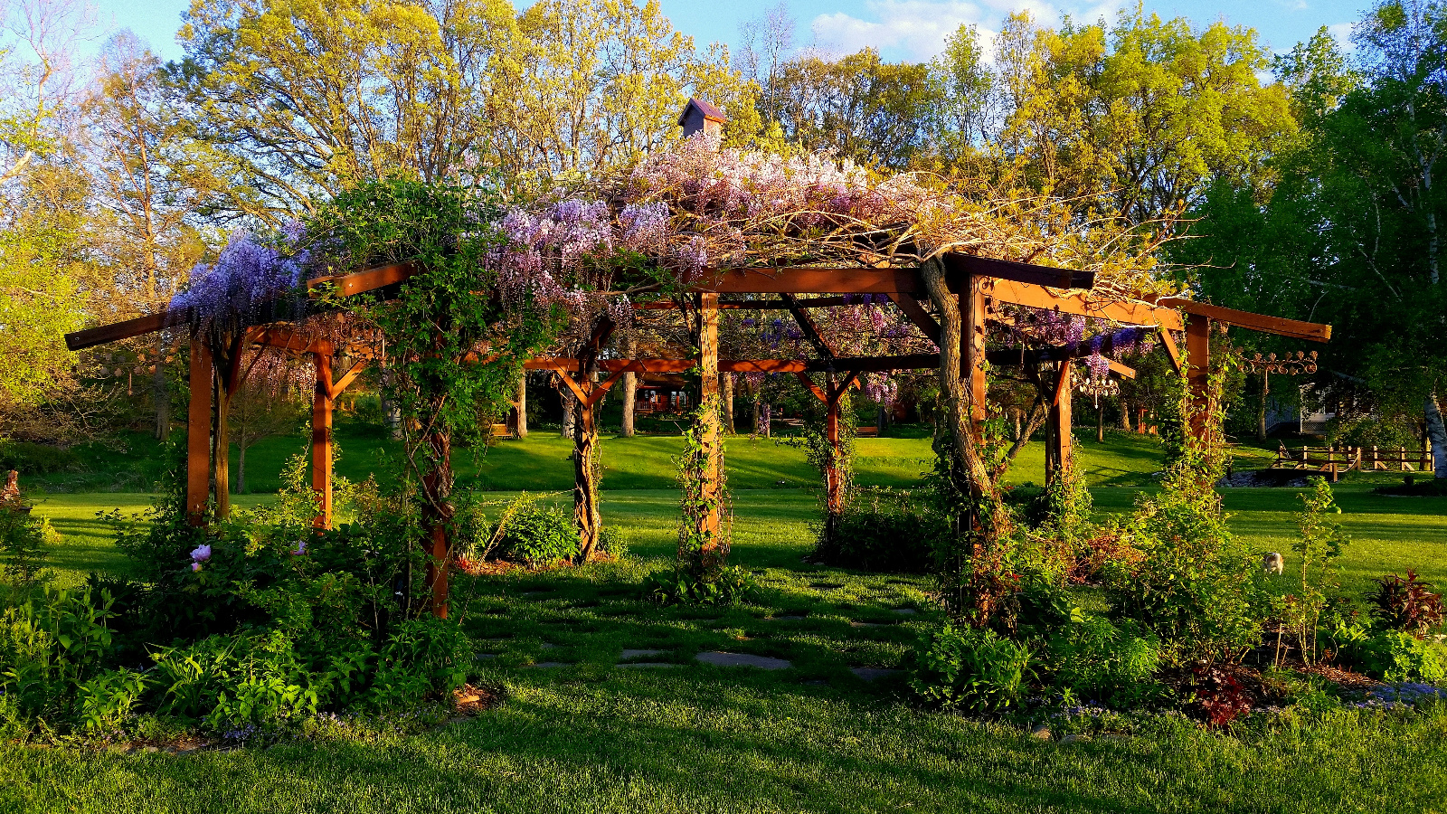 WISTERIA IN BLOOM ATOP FLOWERING GAZEBO; PERENNIALS STARTING TO FILL IN FLOWERBEDS